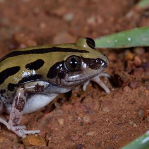 KASSINA SENEGALENSIS KRÖTENGIFT