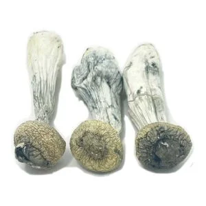 Albino-Penis-Neid-Pilze