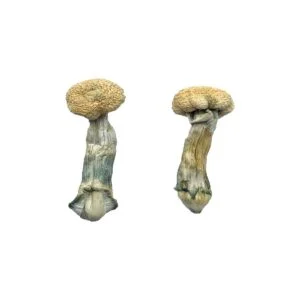 Treasure Coast Pilz