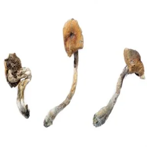B+ Pilze