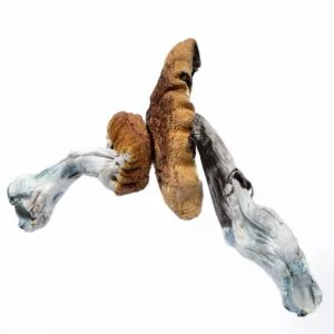 Blauer Fieslingpilz