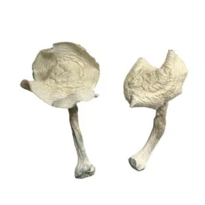 Louisiana Zauberpilze