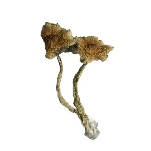 Kriechpilz
