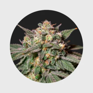 Cali Genetics Chocolate Mint OG 21,3% THC  auto flowering