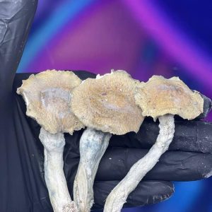 Pilze in essen online kaufen