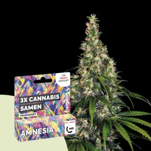 2g Hanfsamen Feminisiert