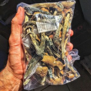 Goldener Lehrer | Pilze | Pilze